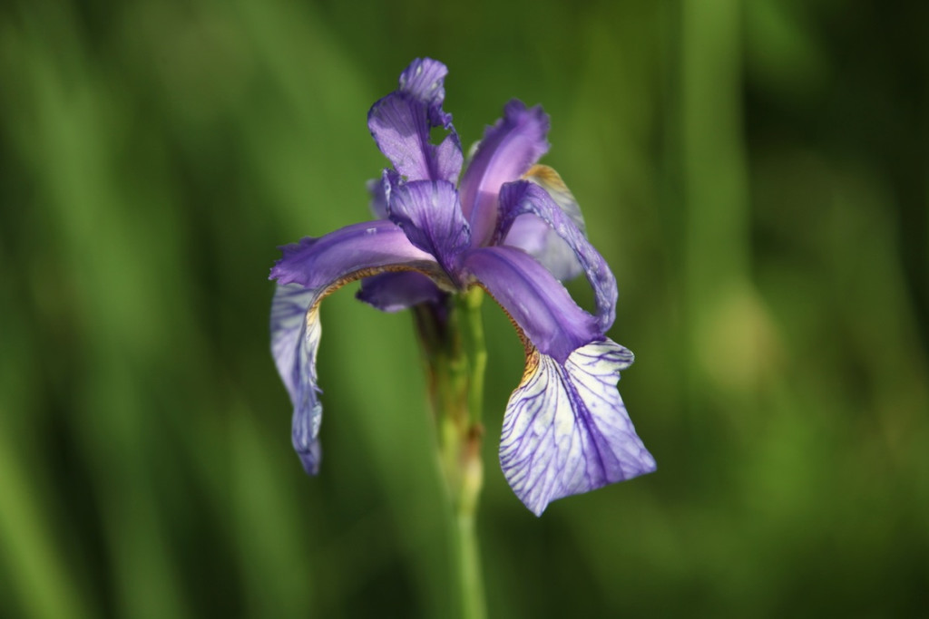 KOE_Irisbl__te Matschels 19_jpg-1338666331