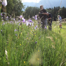 KOE_Irisbl__te Matschels 20_jpg-1338666339