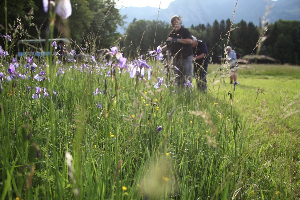 KOE_Irisbl__te Matschels 20_jpg-1338666339