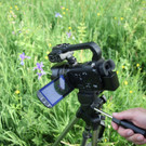 KOE_Irisbl__te Matschels 21_jpg-1338666346