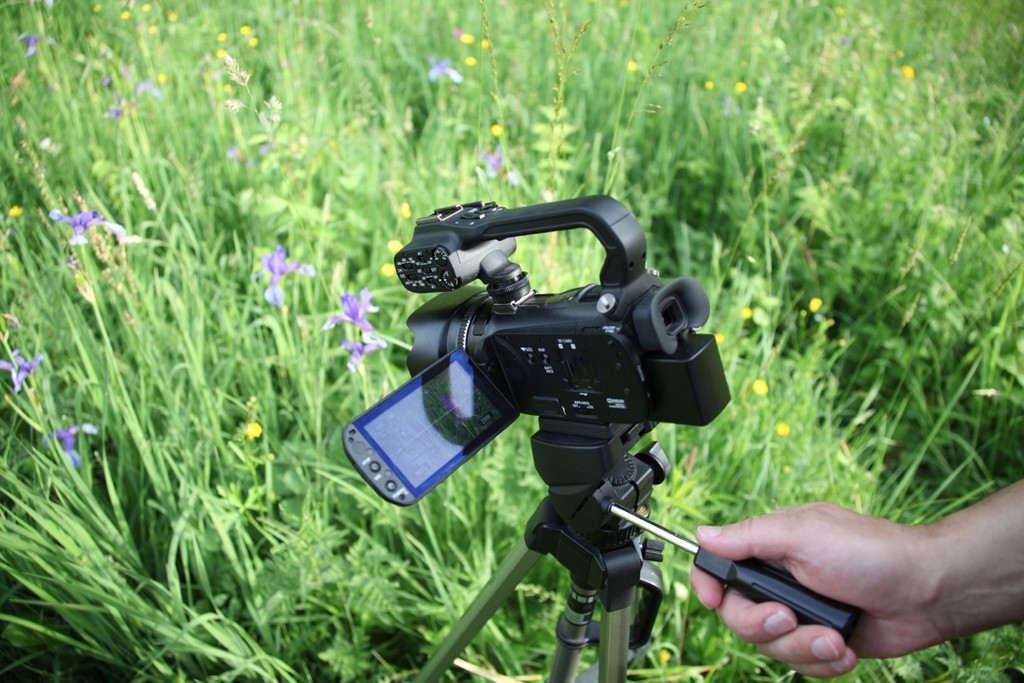 KOE_Irisbl__te Matschels 21_jpg-1338666346