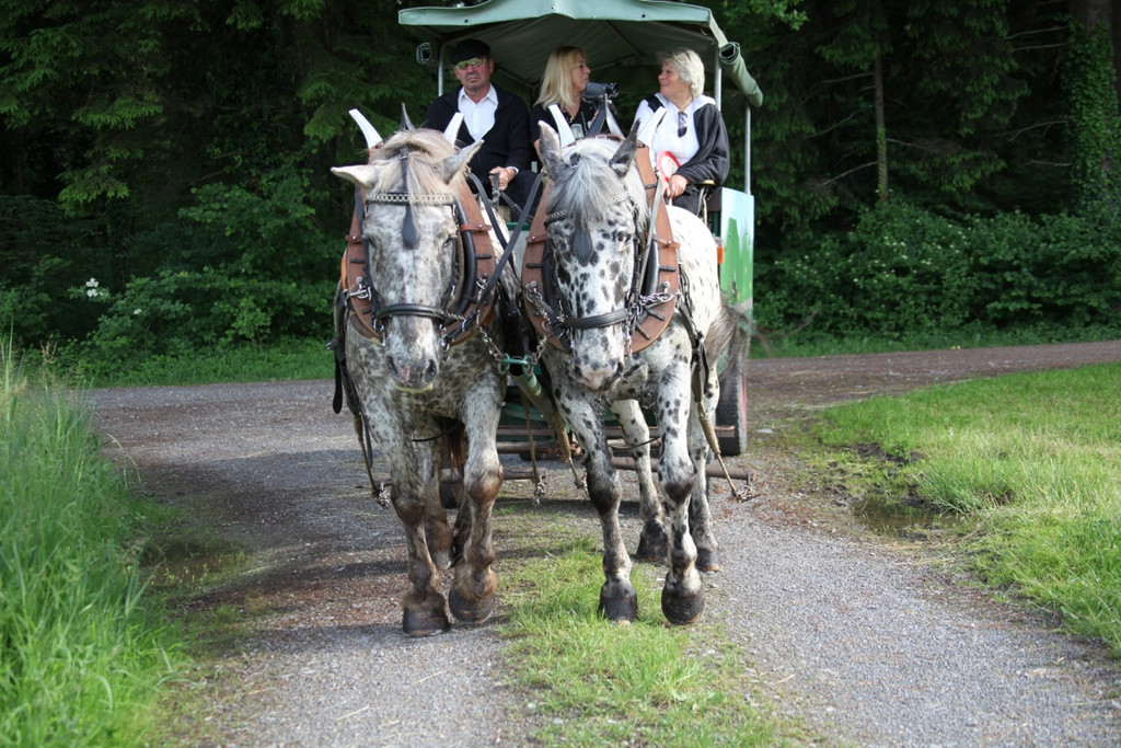 KOE_Irisbl__te Matschels 23_jpg-1338666365