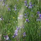 KOE_Irisbl__te Matschels 25_jpg-1338666378