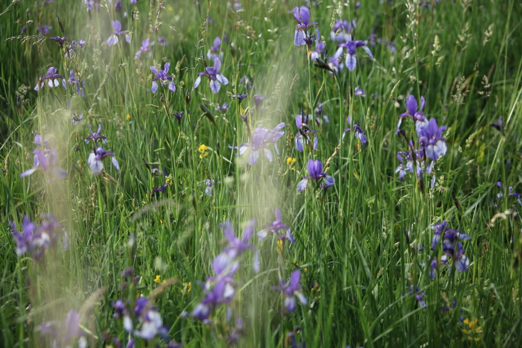 KOE_Irisbl__te Matschels 25_jpg-1338666378