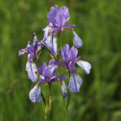 KOE_Irisbl__te Matschels 26_jpg-1338666382