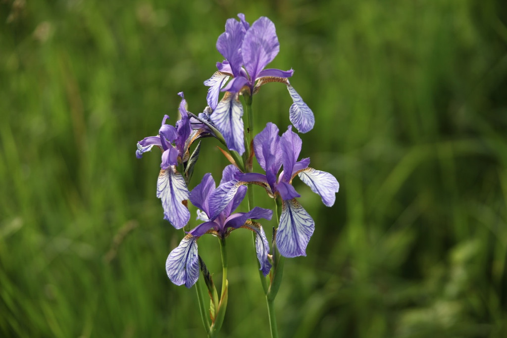 KOE_Irisbl__te Matschels 26_jpg-1338666382