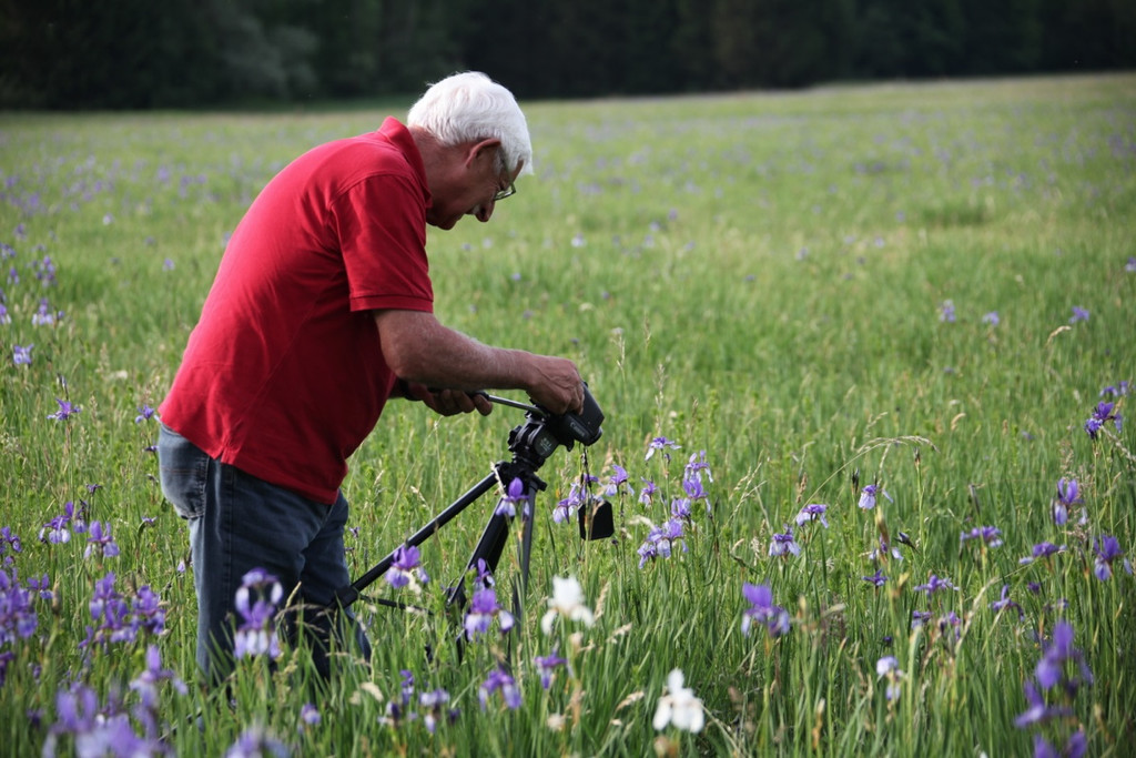 KOE_Irisbl__te Matschels 27_jpg-1338666389