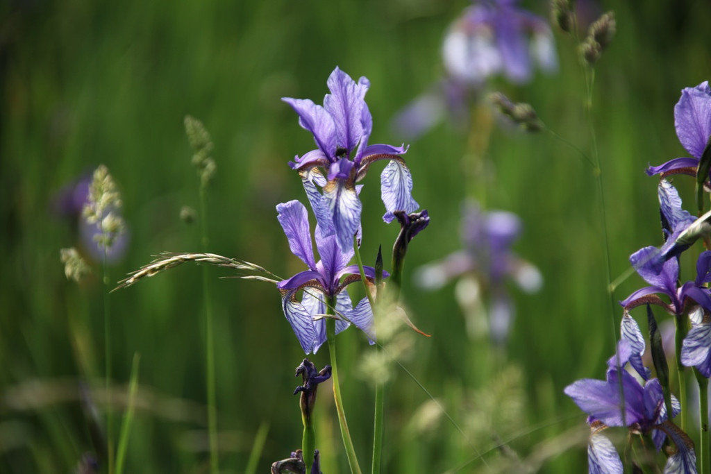 KOE_Irisbl__te Matschels 29_jpg-1338666398