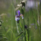 KOE_Irisbl__te Matschels 30_jpg-1338666403