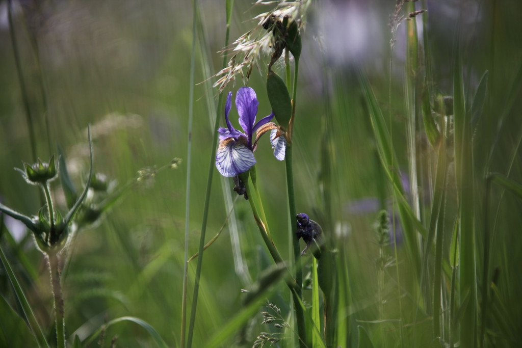 KOE_Irisbl__te Matschels 30_jpg-1338666403