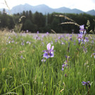 KOE_Irisbl__te Matschels 31_jpg-1338666409