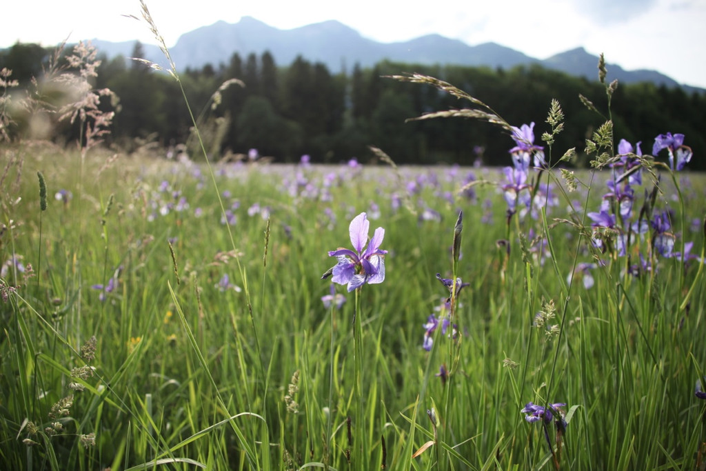 KOE_Irisbl__te Matschels 31_jpg-1338666409