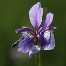 KOE_Irisbl__te Matschels 32_jpg-1338666412