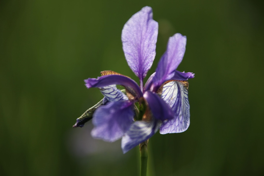 KOE_Irisbl__te Matschels 32_jpg-1338666412