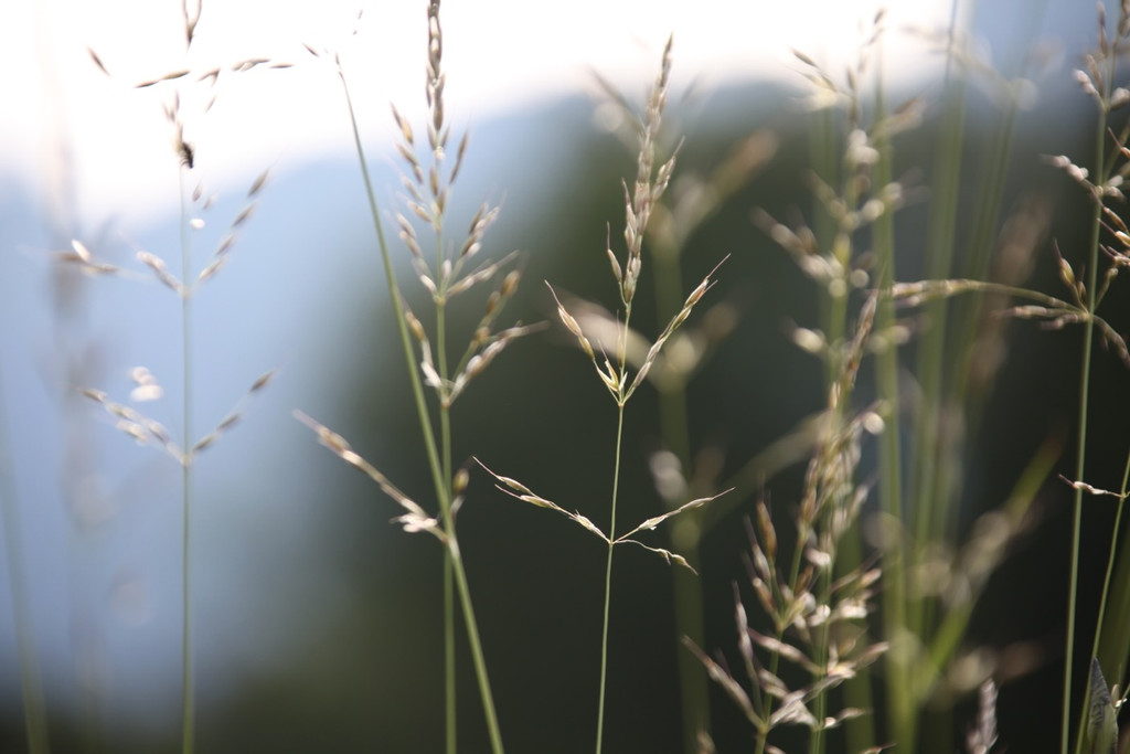 KOE_Irisbl__te Matschels 33_jpg-1338666415