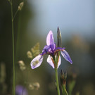 KOE_Irisbl__te Matschels 34_jpg-1338666418