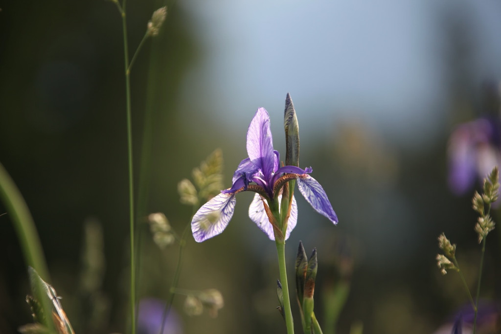 KOE_Irisbl__te Matschels 34_jpg-1338666418