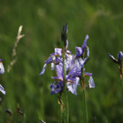 KOE_Irisbl__te Matschels 36_jpg-1338666427