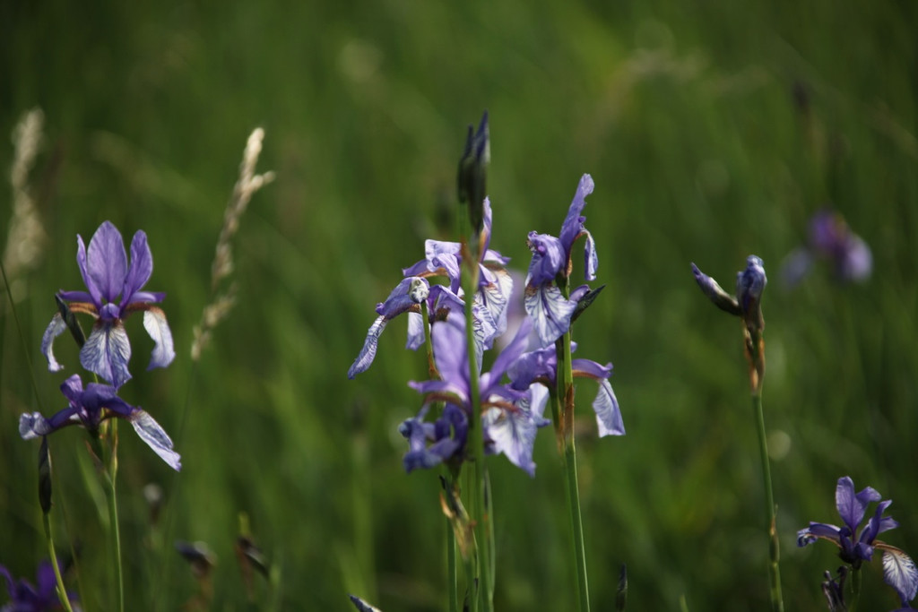 KOE_Irisbl__te Matschels 36_jpg-1338666427