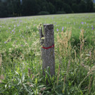 KOE_Irisbl__te Matschels 37_jpg-1338666435