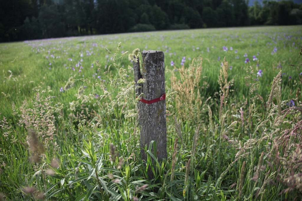 KOE_Irisbl__te Matschels 37_jpg-1338666435