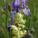 KOE_Irisbl__te Matschels 39_jpg-1338666449