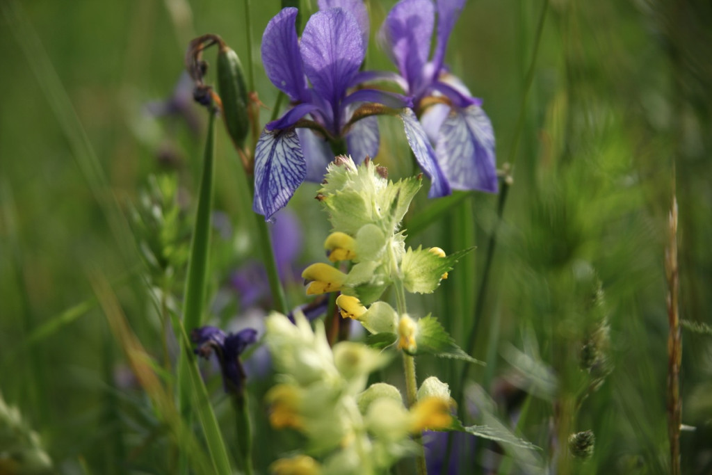 KOE_Irisbl__te Matschels 39_jpg-1338666449