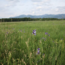 KOE_Irisbl__te Matschels 40_jpg-1338666456