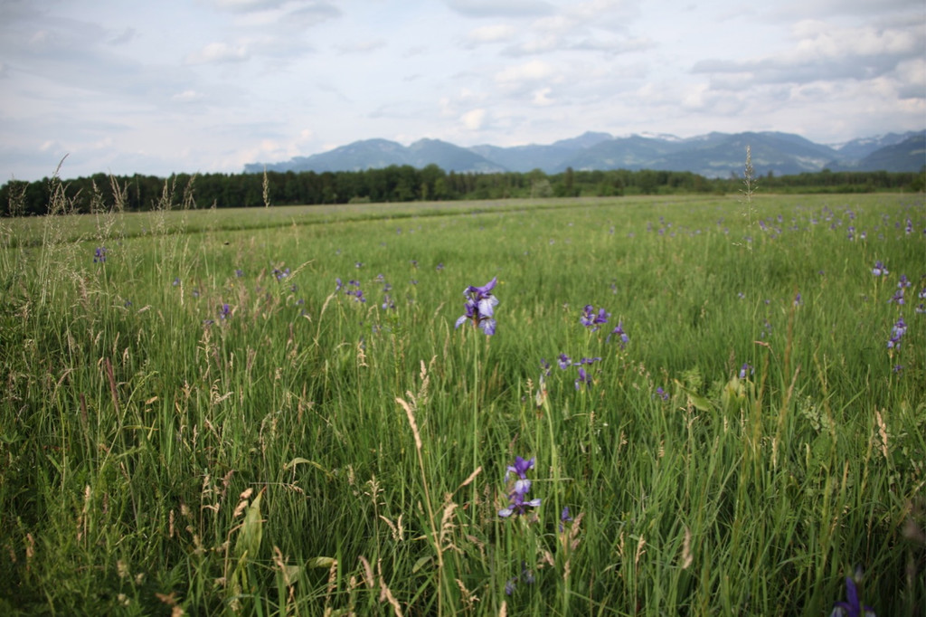 KOE_Irisbl__te Matschels 40_jpg-1338666456