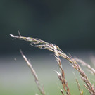 KOE_Irisbl__te Matschels 41_jpg-1338666459