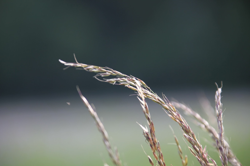 KOE_Irisbl__te Matschels 41_jpg-1338666459