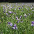 KOE_Irisbl__te Matschels 42_jpg-1338666466