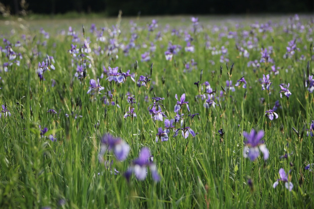 KOE_Irisbl__te Matschels 42_jpg-1338666466