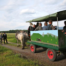 KOE_Irisbl__te Matschels 44_jpg-1338666482