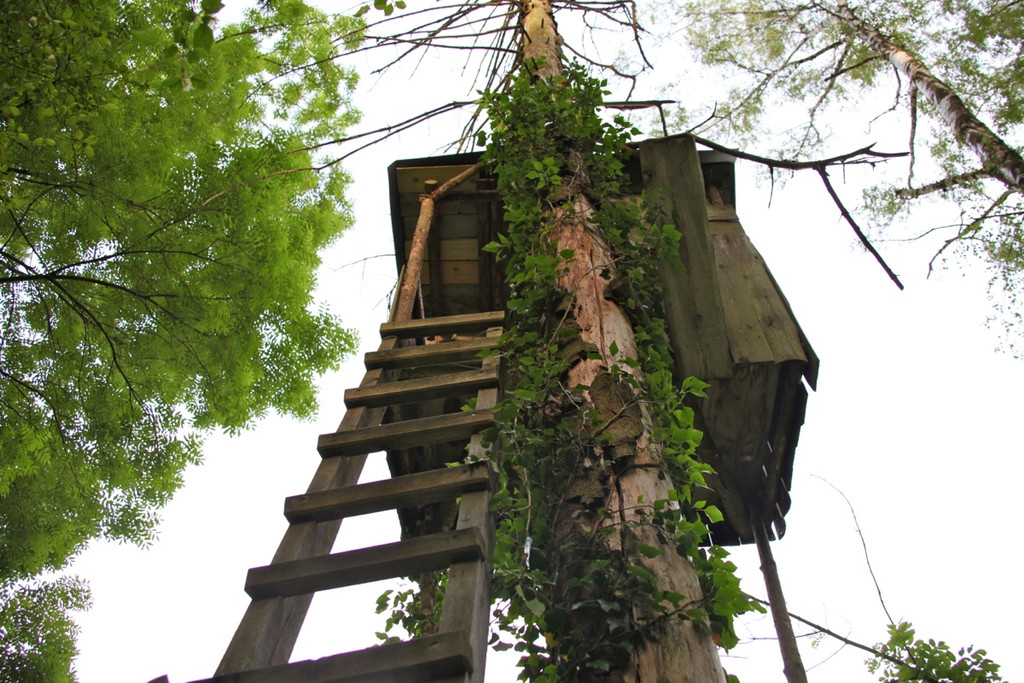 KOE_Irisbl__te Matschels 45_jpg-1338666491