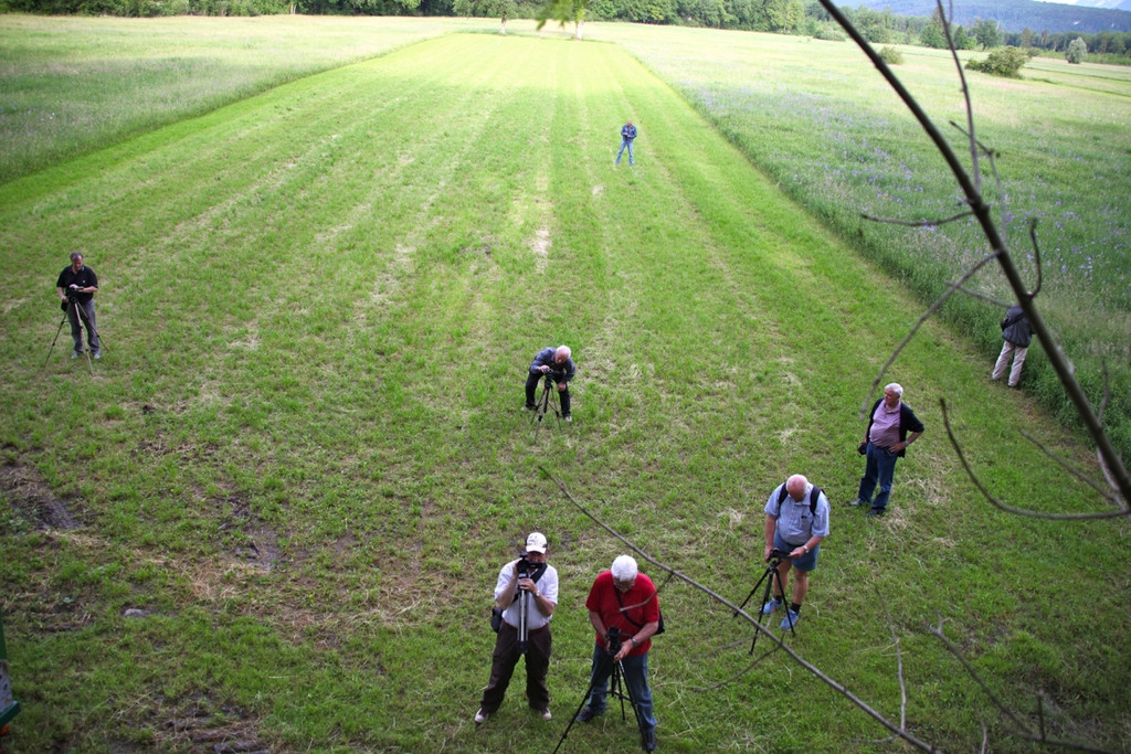 KOE_Irisbl__te Matschels 47_jpg-1338666504