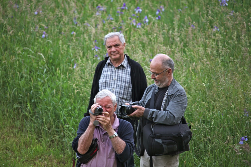 KOE_Irisbl__te Matschels 48_jpg-1338666512