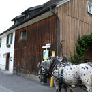 KOE_Irisbl__te Matschels 54_jpg-1338666559