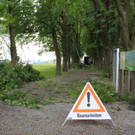 Baumpflege Kastanienallee Schwarzbad