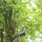 Baumpflege Kastanienallee Schwarzbad Mai 2012 _1__jpg-1338750196