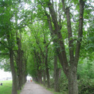 Baumpflege Kastanienallee Schwarzbad Mai 2012 _13__jpg-1338750275