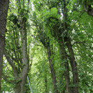 Baumpflege Kastanienallee Schwarzbad Mai 2012 _21__jpg-1338750329