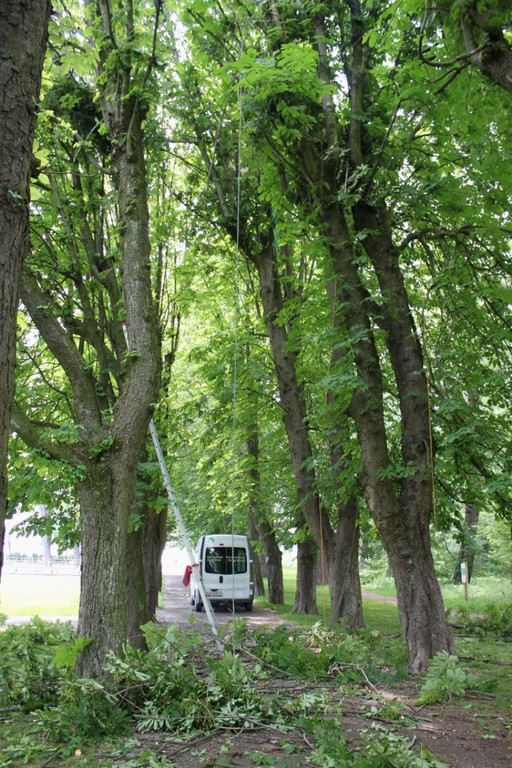 Baumpflege Kastanienallee Schwarzbad Mai 2012 _21__jpg-1338750329