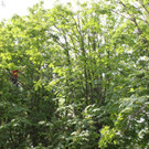 Baumpflege Kastanienallee Schwarzbad Mai 2012 _8__jpg-1338750243