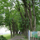 Baumpflege Kastanienallee Schwarzbad Mai 2012 _11__jpg-1338750264