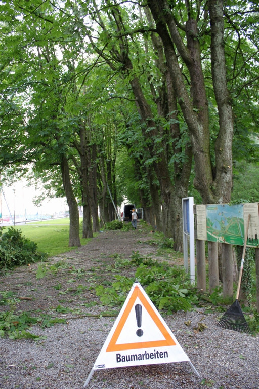 Baumpflege Kastanienallee Schwarzbad Mai 2012 _11__jpg-1338750264