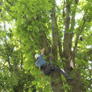 Baumpflege Kastanienallee Schwarzbad Mai 2012 _5__jpg-1338750221
