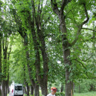 Baumpflege Kastanienallee Schwarzbad Mai 2012 _6__jpg-1338750228