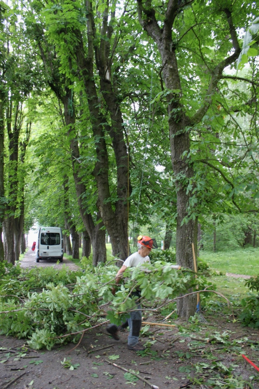Baumpflege Kastanienallee Schwarzbad Mai 2012 _6__jpg-1338750228