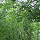 Baumpflege Kastanienallee Schwarzbad Mai 2012 _9__jpg-1338750250